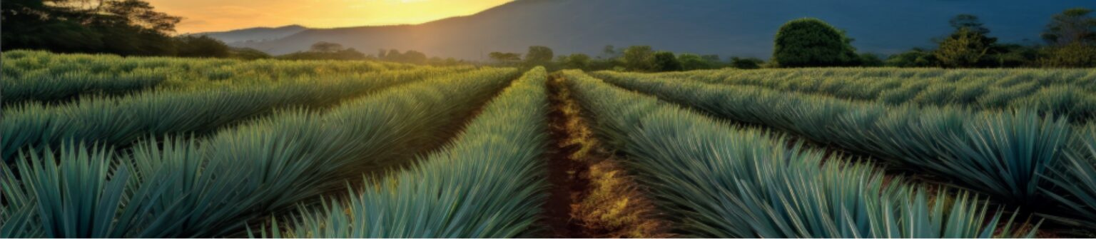 Agave Style