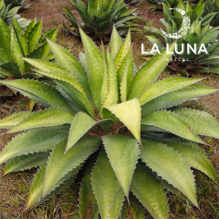 la luna-05
