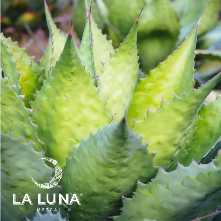 la luna-06
